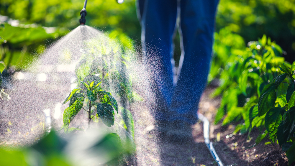 Ang magsasaka ay nagsa-spray ng mga gulay na berdeng halaman sa hardin ng mga herbicide, pestisidyo o pamatay-insekto.